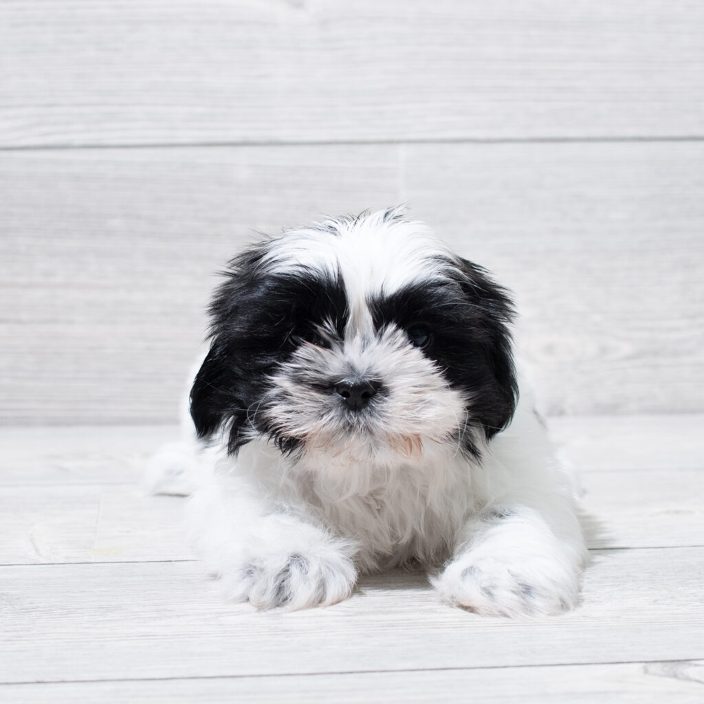 Shih Tzu Dog Male Brindle / White 4914 Petland Cleveland