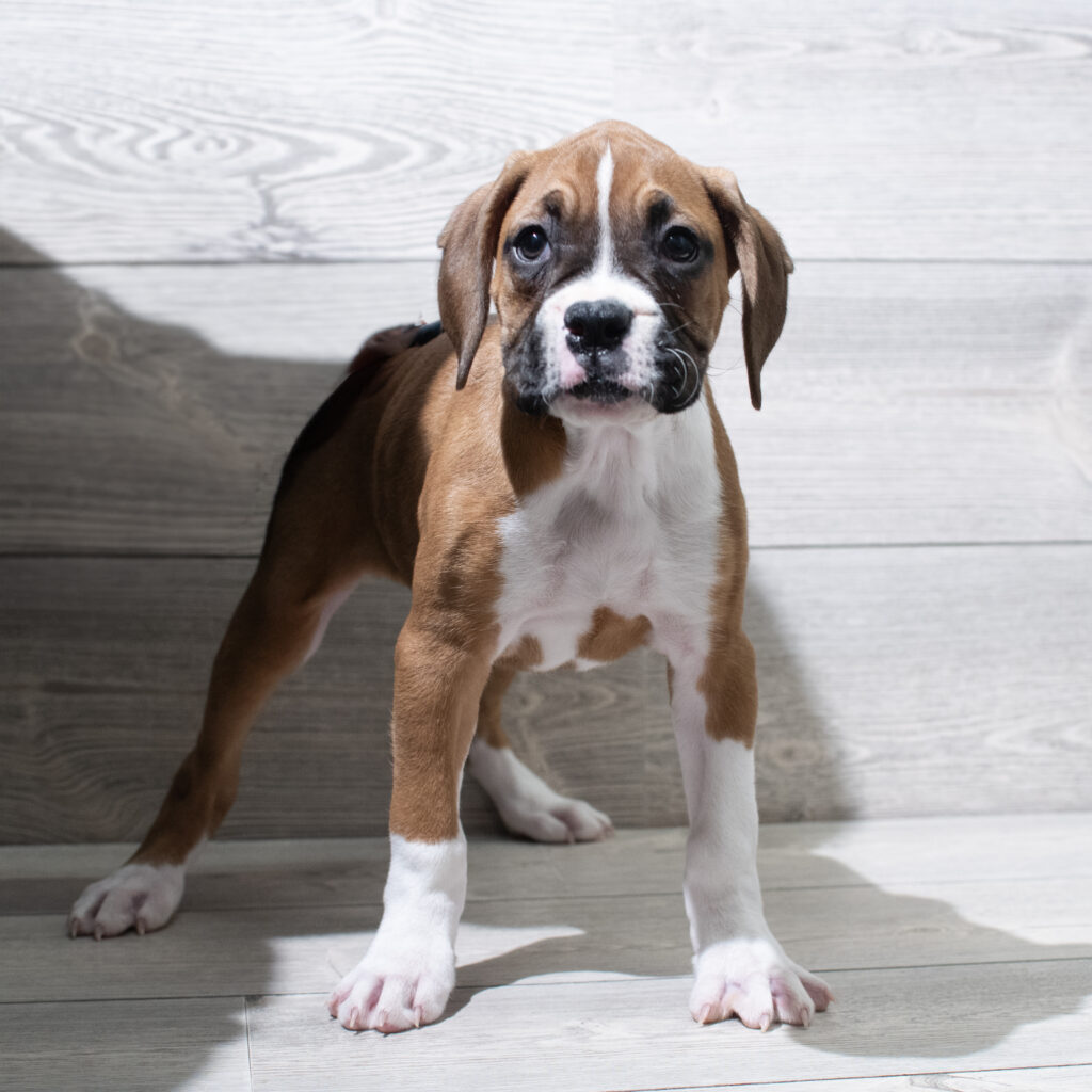 Boxer Dog Female Fawn 4911 Petland Cleveland