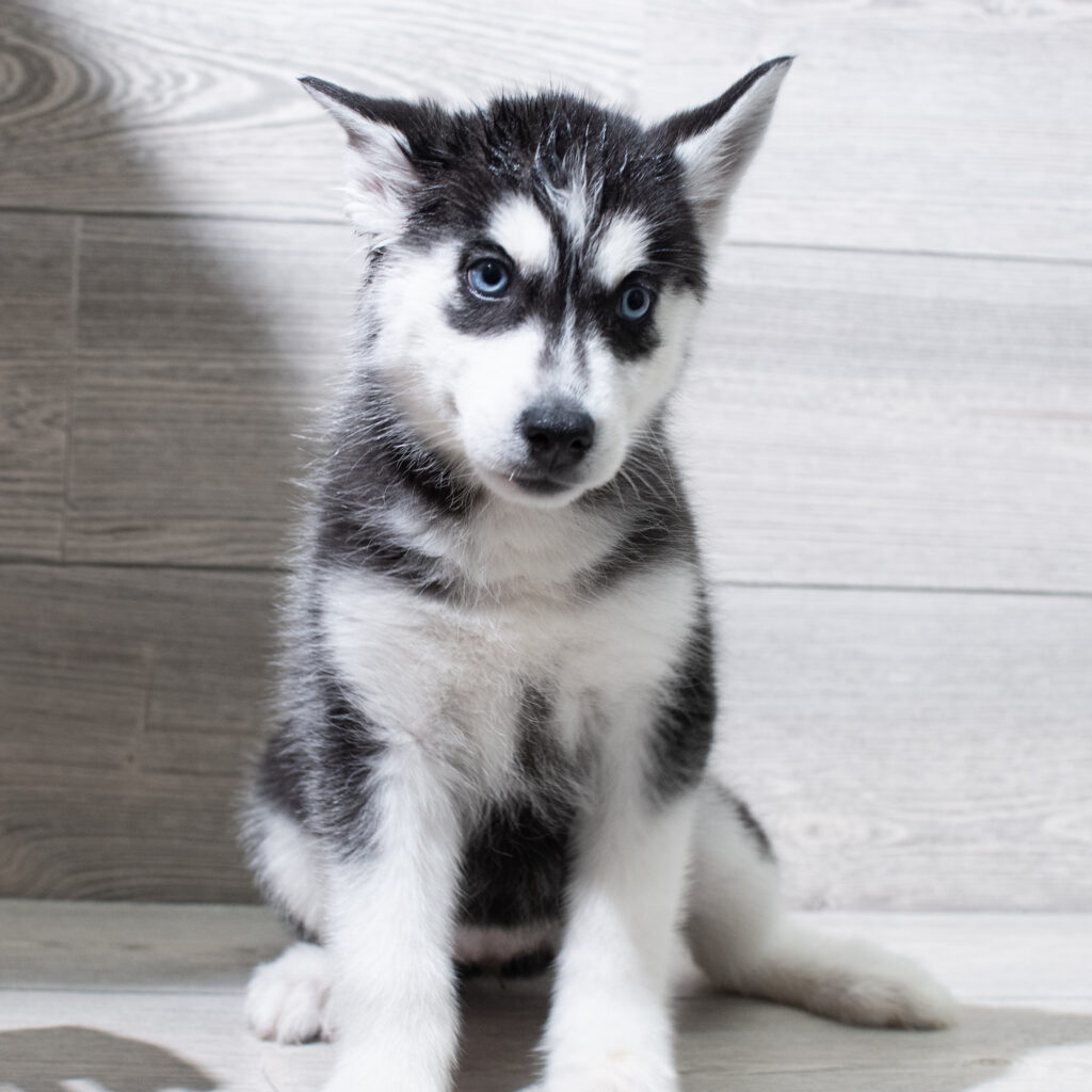 Siberian Husky Dog Female Black / White 4912 Petland Cleveland