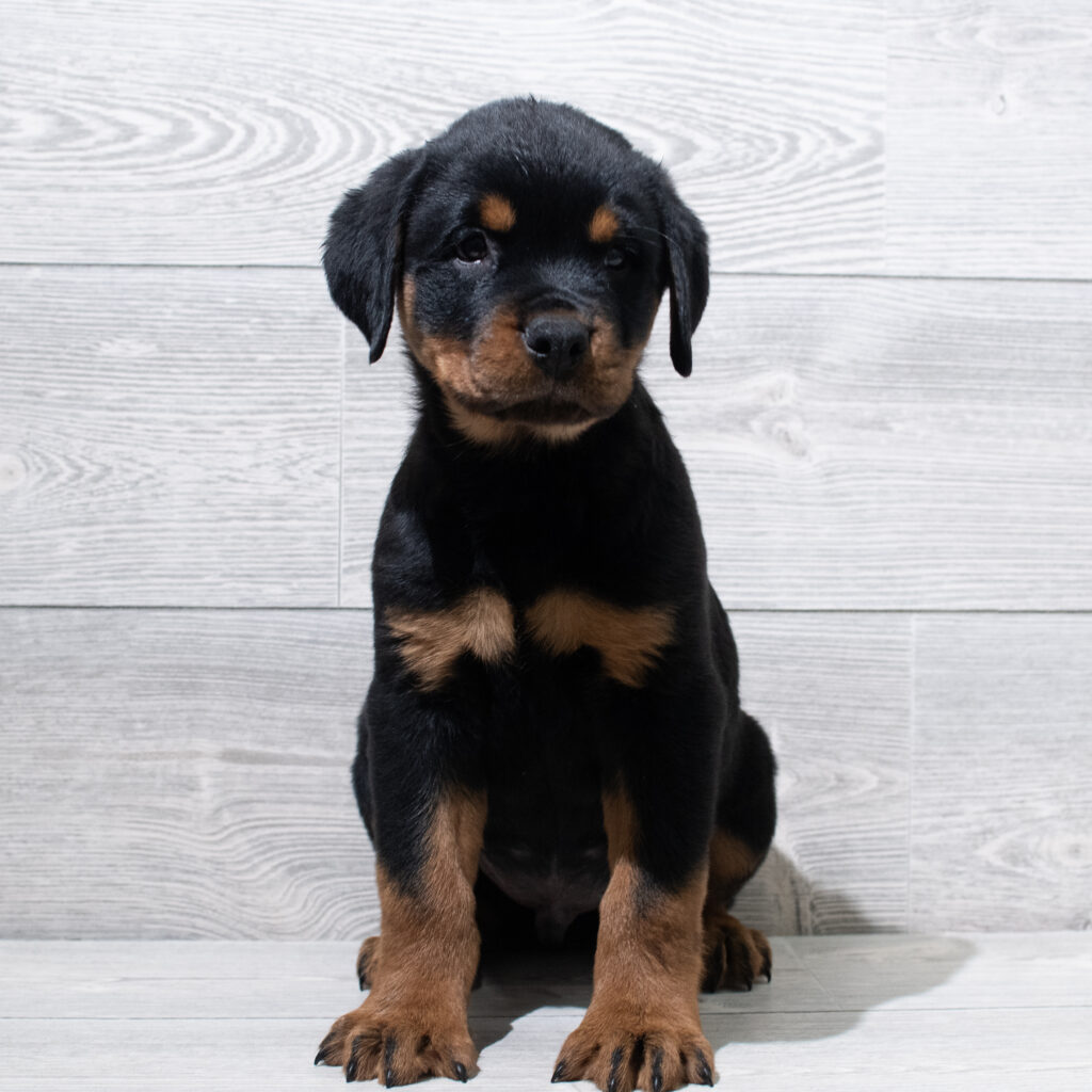 Rottweiler Dog Male Black / Tan 4910 Petland Cleveland