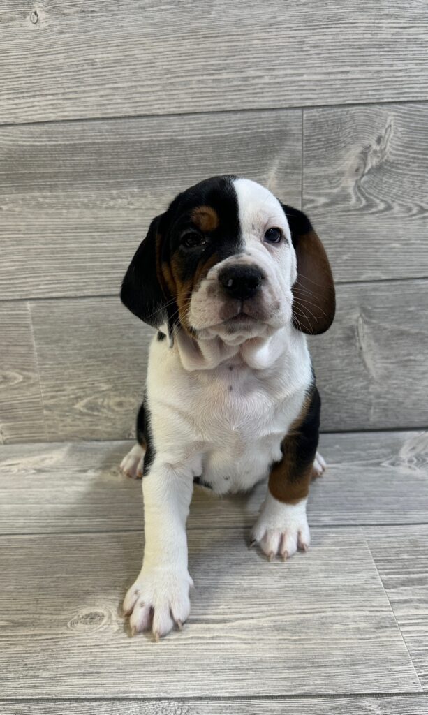 Beabull Dog Male Tri 1623 Petland Cleveland