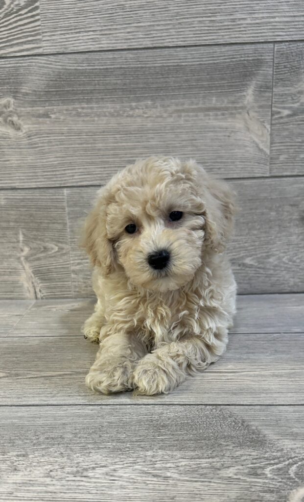 Poochon Dog Male White/Cream 1625 Petland Cleveland