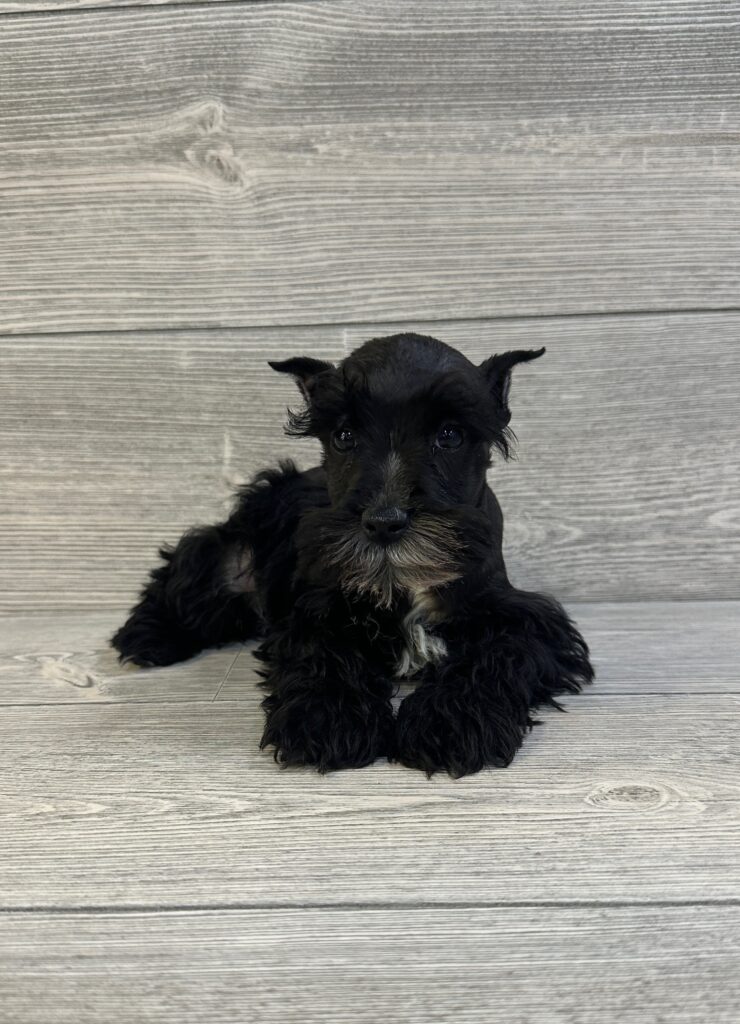 Miniature Schnauzer Dog Male Black 1630 Petland Cleveland