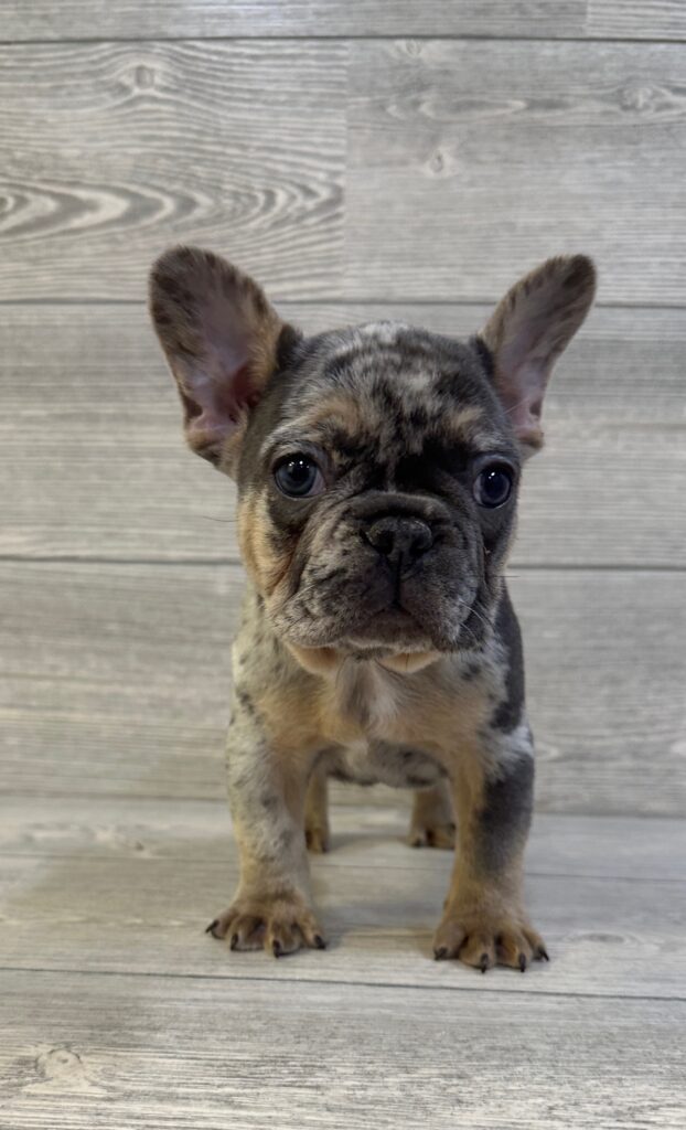 French Bulldog Dog Male Blue Merle 1619 Petland Cleveland