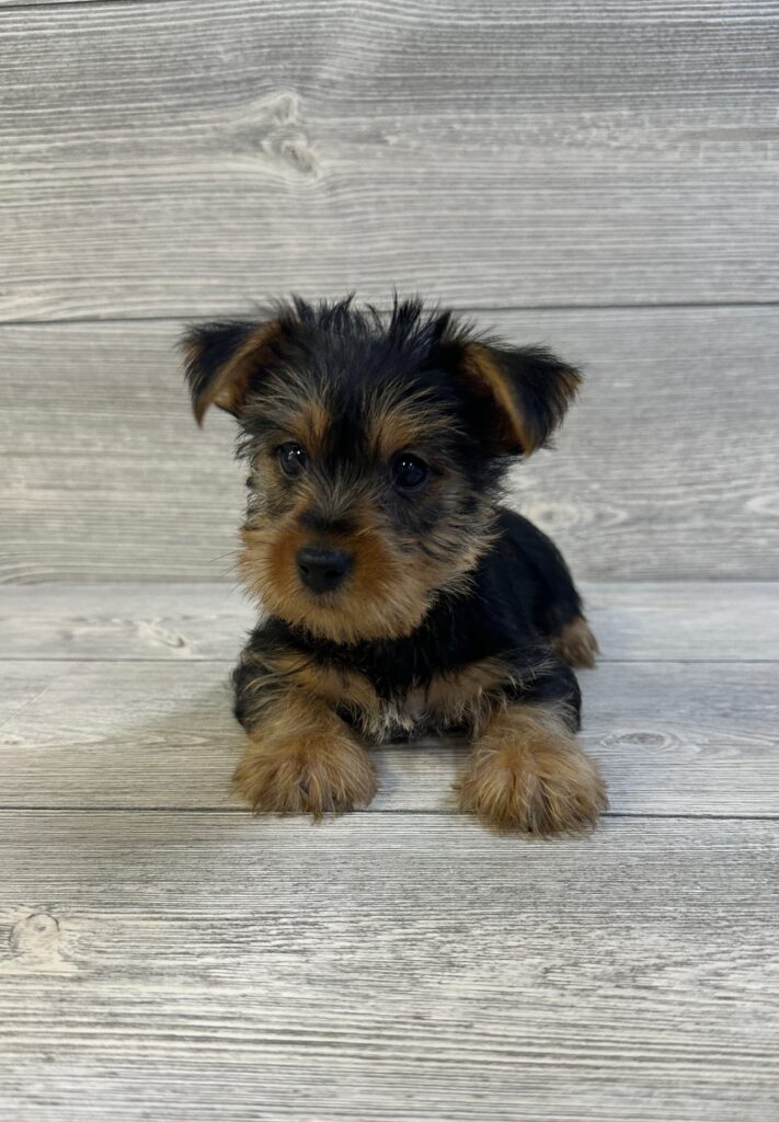 Yorkshire Terrier Dog Male Black / Tan 1628 Petland Cleveland
