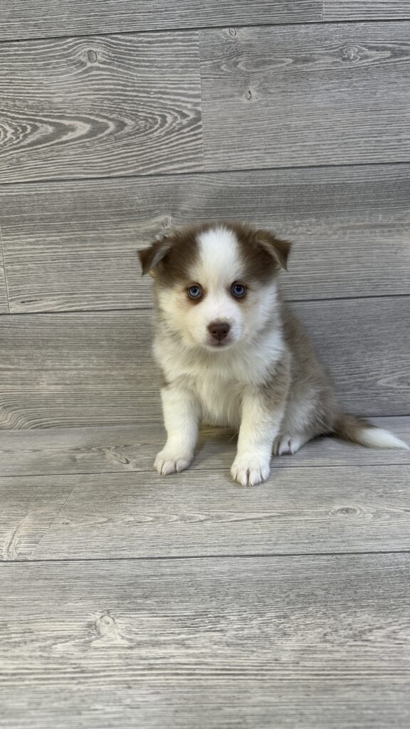 Pomsky Dog Male Chocolate / White 1620 Petland Cleveland