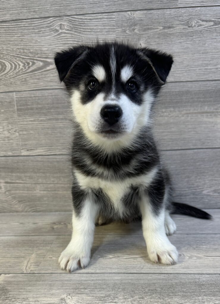 Siberian Husky Dog Male Black / White 1624 Petland Cleveland