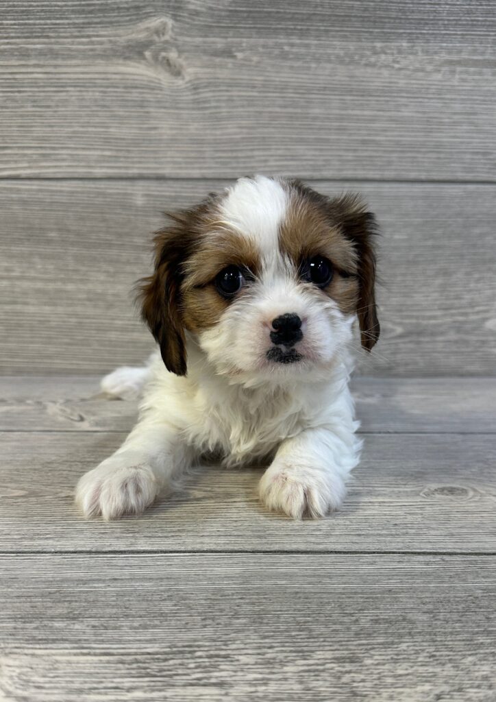Cavatzu Dog Female Tri 1627 Petland Cleveland