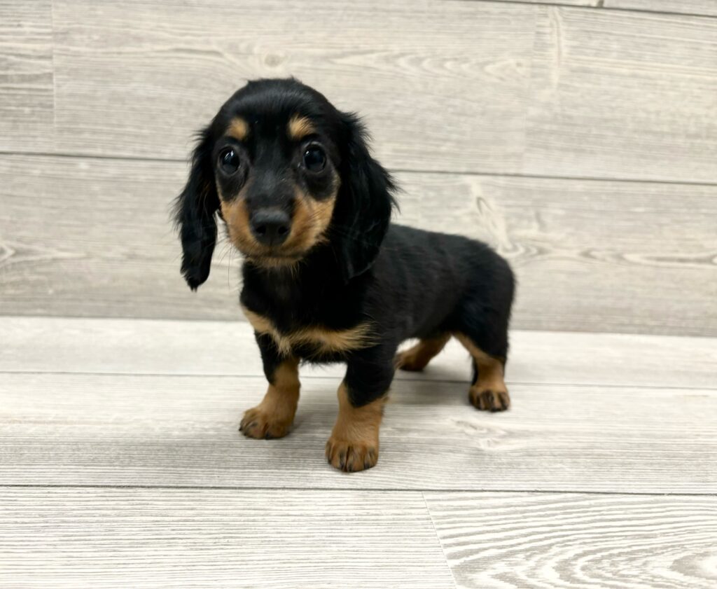 Dachshund Dog Female Black / Tan 4901 Petland Cleveland