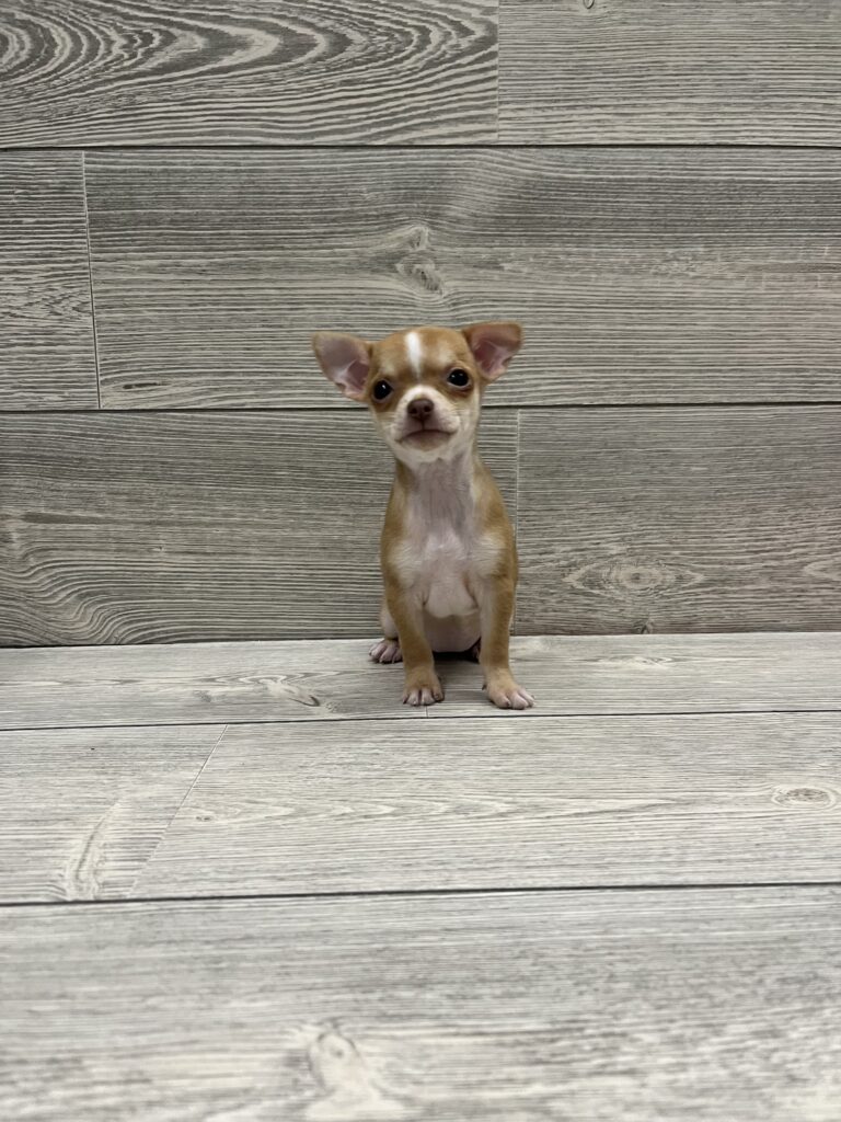 Chihuahua Dog Female Red 4880 Petland Cleveland