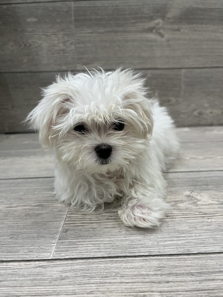 Maltese Dog Female White 4891 Petland Cleveland