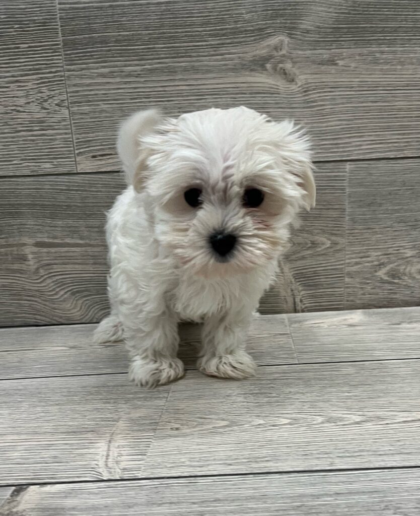 Maltese Dog Male White 4884 Petland Cleveland