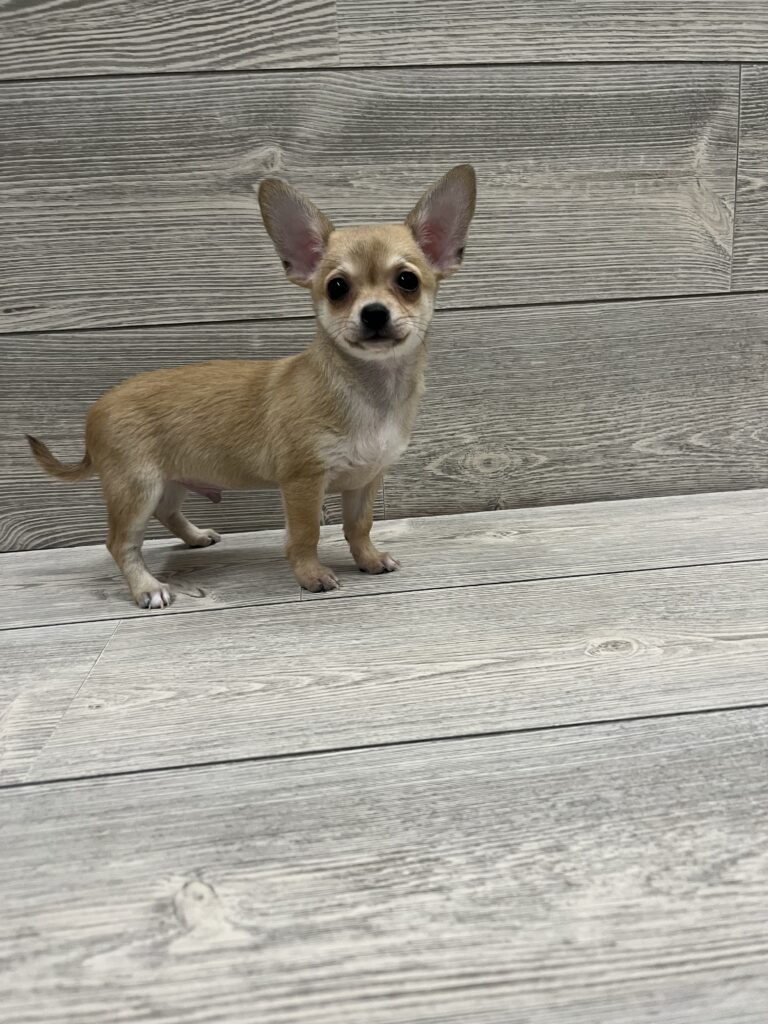 Chihuahua Dog Male Brown 4889 Petland Cleveland
