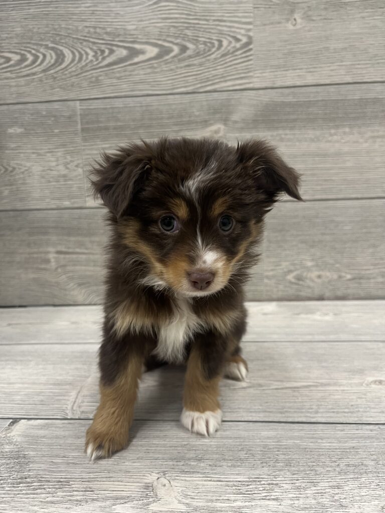 Miniature Australian Shepherd Dog Female Red Tan / White 4882 Petland Cleveland