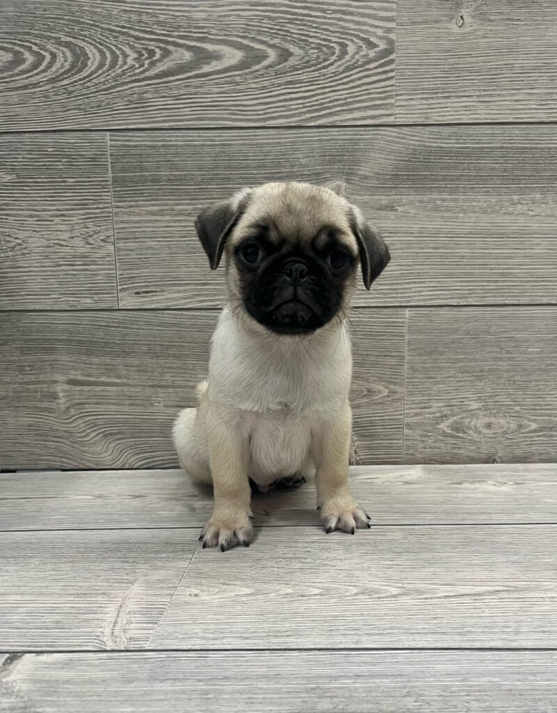 Pug Dog Male Fawn 4879 Petland Cleveland