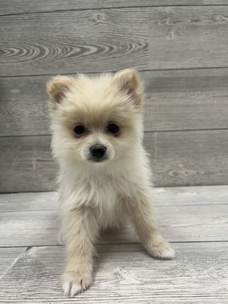 Pomeranian Dog Male Tan 4886 Petland Cleveland