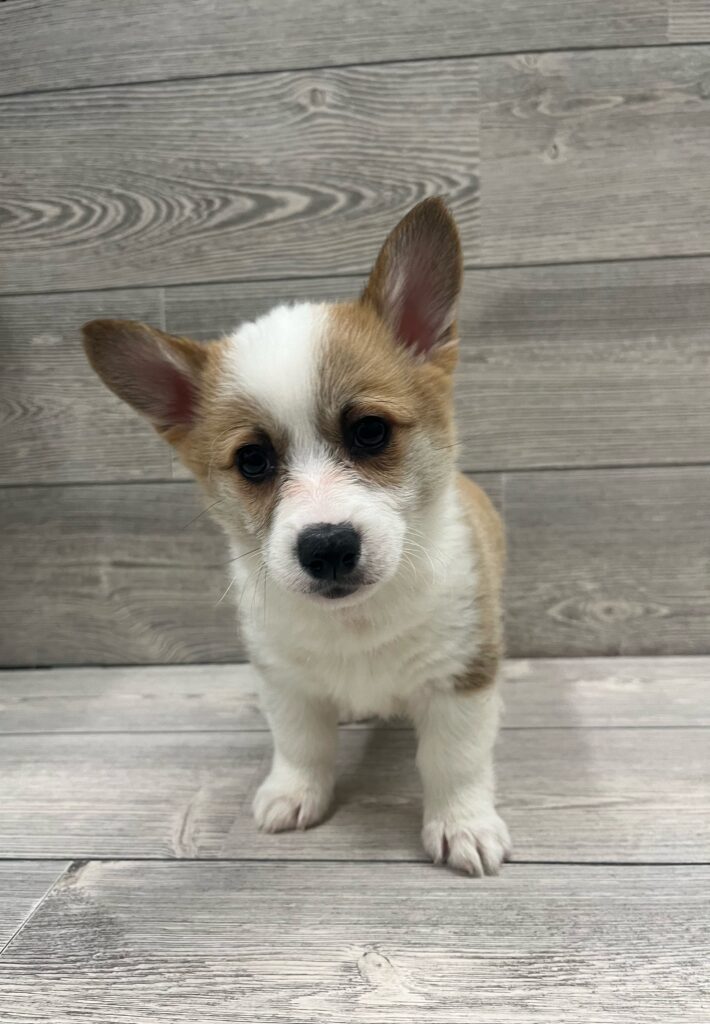 Pembroke Welsh Corgi Dog Female Red / White 4887 Petland Cleveland