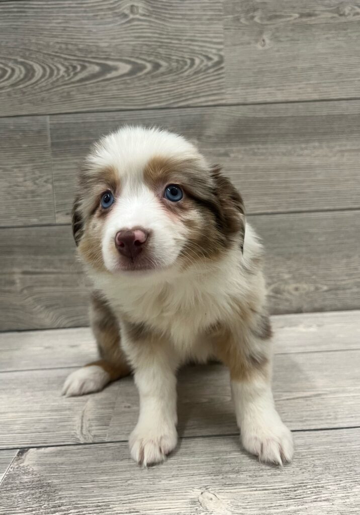 Miniature Australian Shepherd Dog Female Red Merle 4890 Petland Cleveland