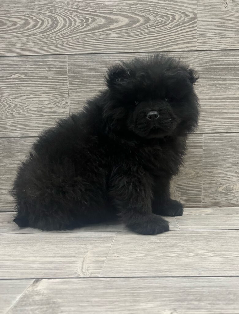 Chow Chow Dog Male Black 4883 Petland Cleveland