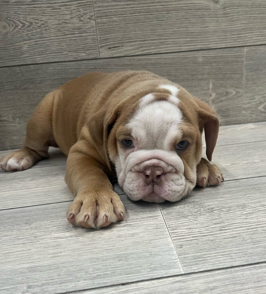 English Bulldog Dog Female Fawn 4878 Petland Cleveland