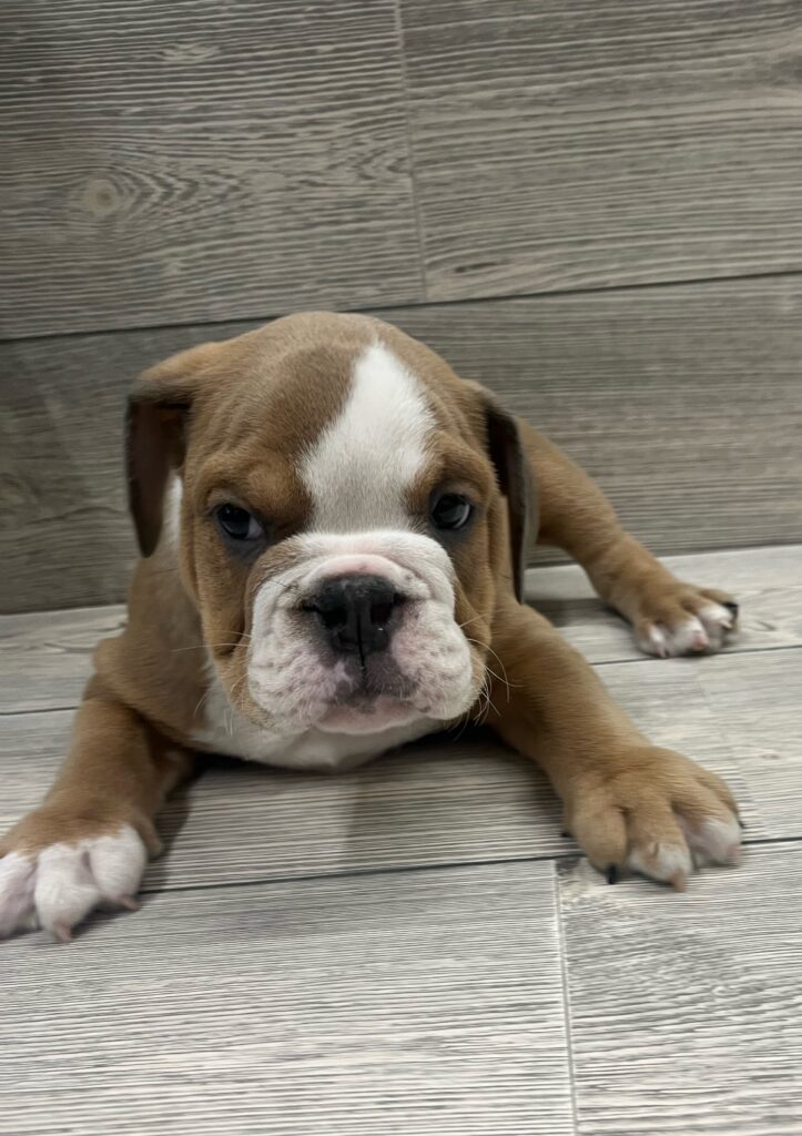English Bulldog Dog Male Fawn / White 4877 Petland Cleveland