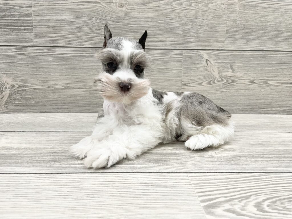 Miniature Schnauzer Dog Female Liver 4902 Petland Cleveland