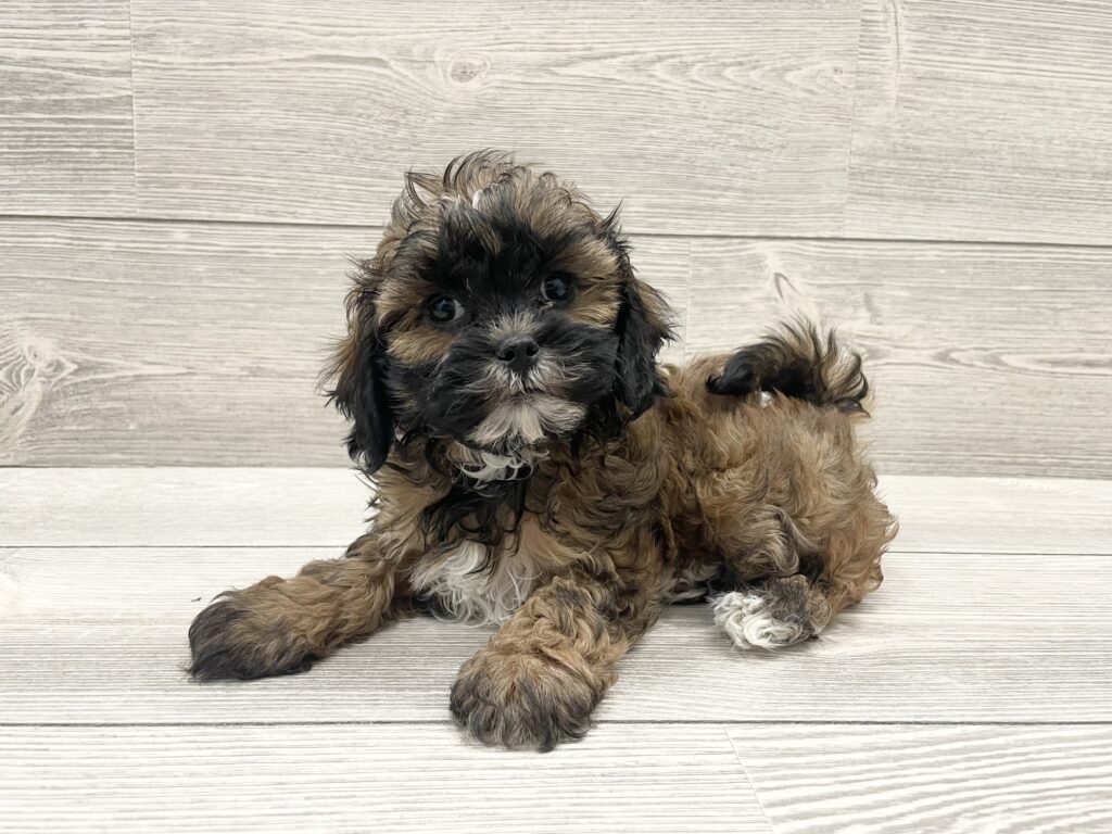 ShizaPoo Dog Female Brown 4903 Petland Cleveland