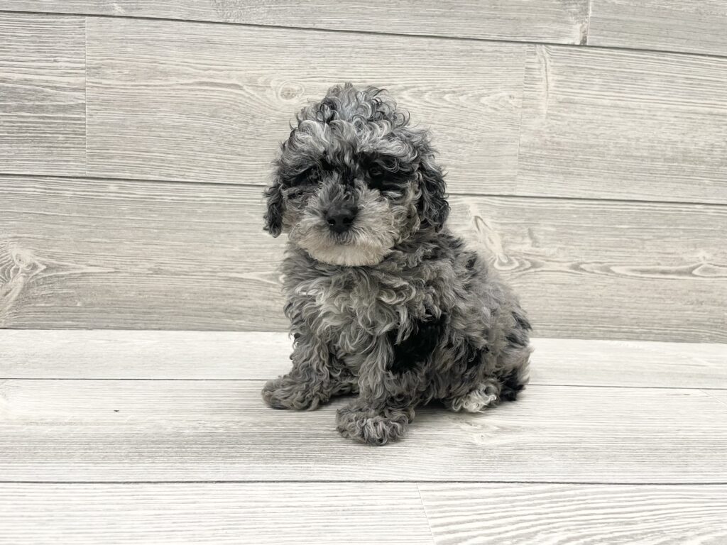 Poodle Mini Dog Male Blue Merle 4900 Petland Cleveland