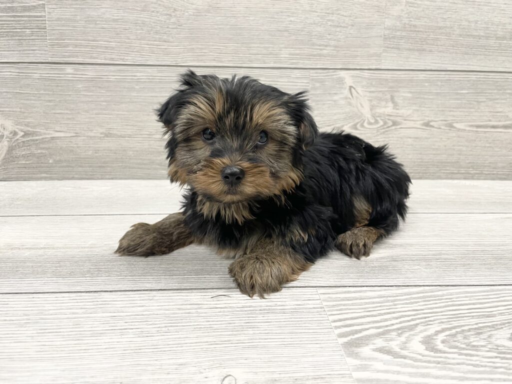Yorkshire Terrier Dog Female Chocolate / Tan 4897 Petland Cleveland