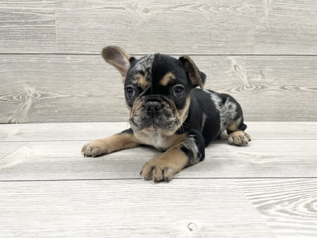 French Bulldog Dog Male Blue Merle 4894 Petland Cleveland