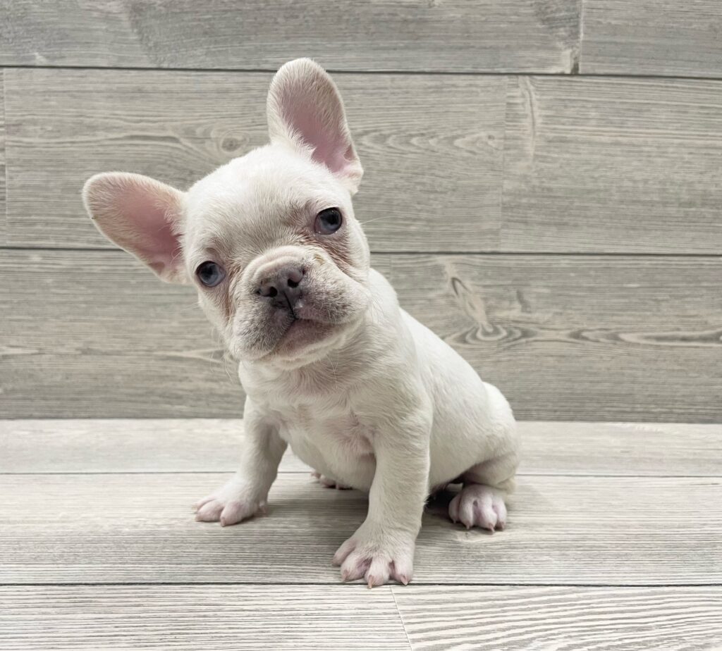 French Bulldog Dog Female White 4905 Petland Cleveland