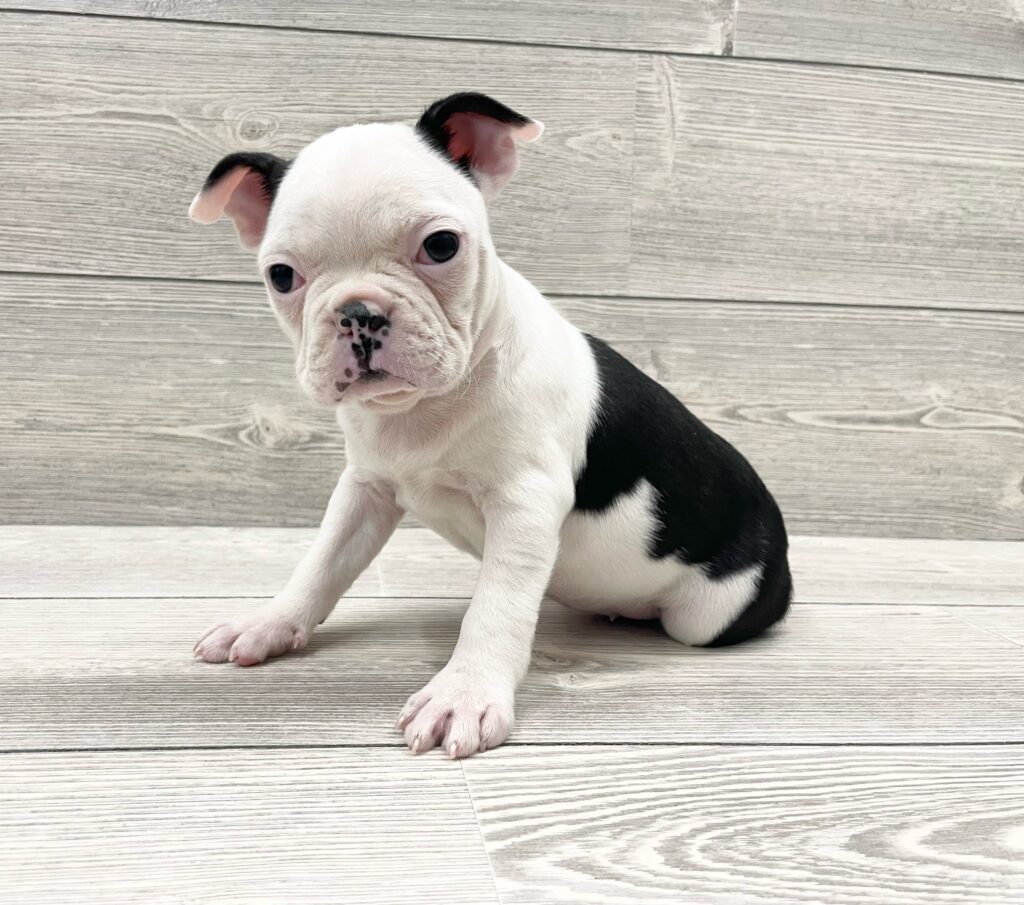 Boston Terrier Dog Female Black / White 4899 Petland Cleveland