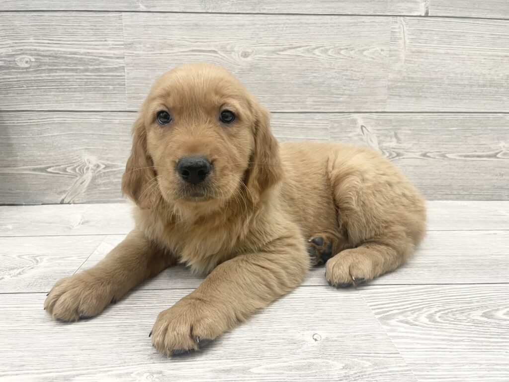 Golden Retriever Dog Male Golden 4895 Petland Cleveland