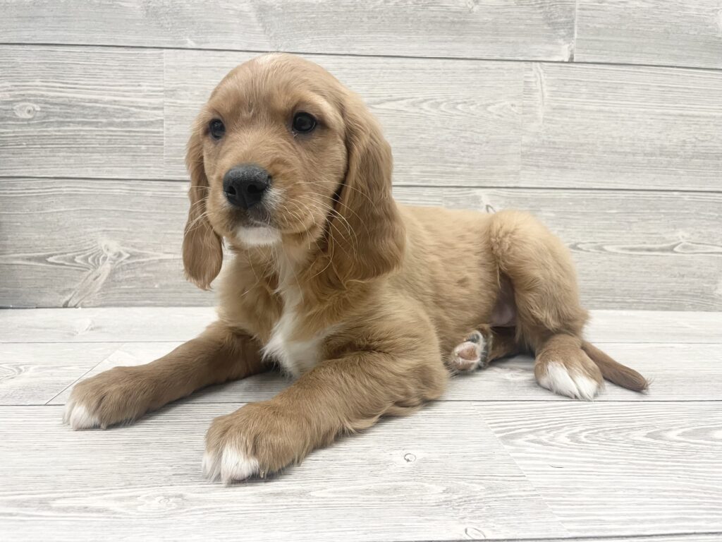 Mini Golden Retriever Dog Male Golden 4898 Petland Cleveland
