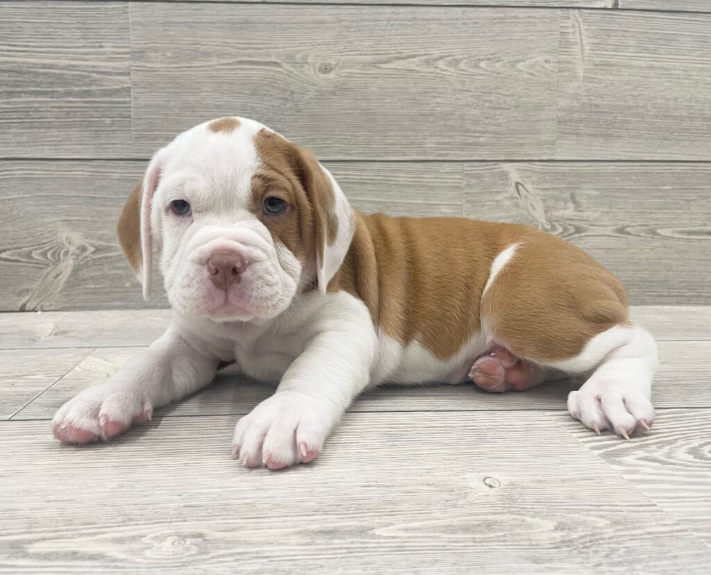 Beabull Dog Female Brown/ White 4896 Petland Cleveland
