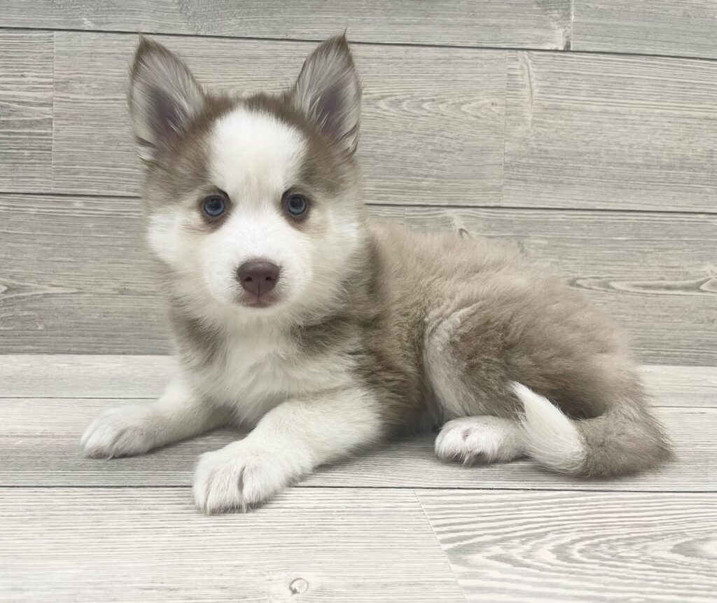 Pomsky Dog Female Chocolate / White 4893 Petland Cleveland