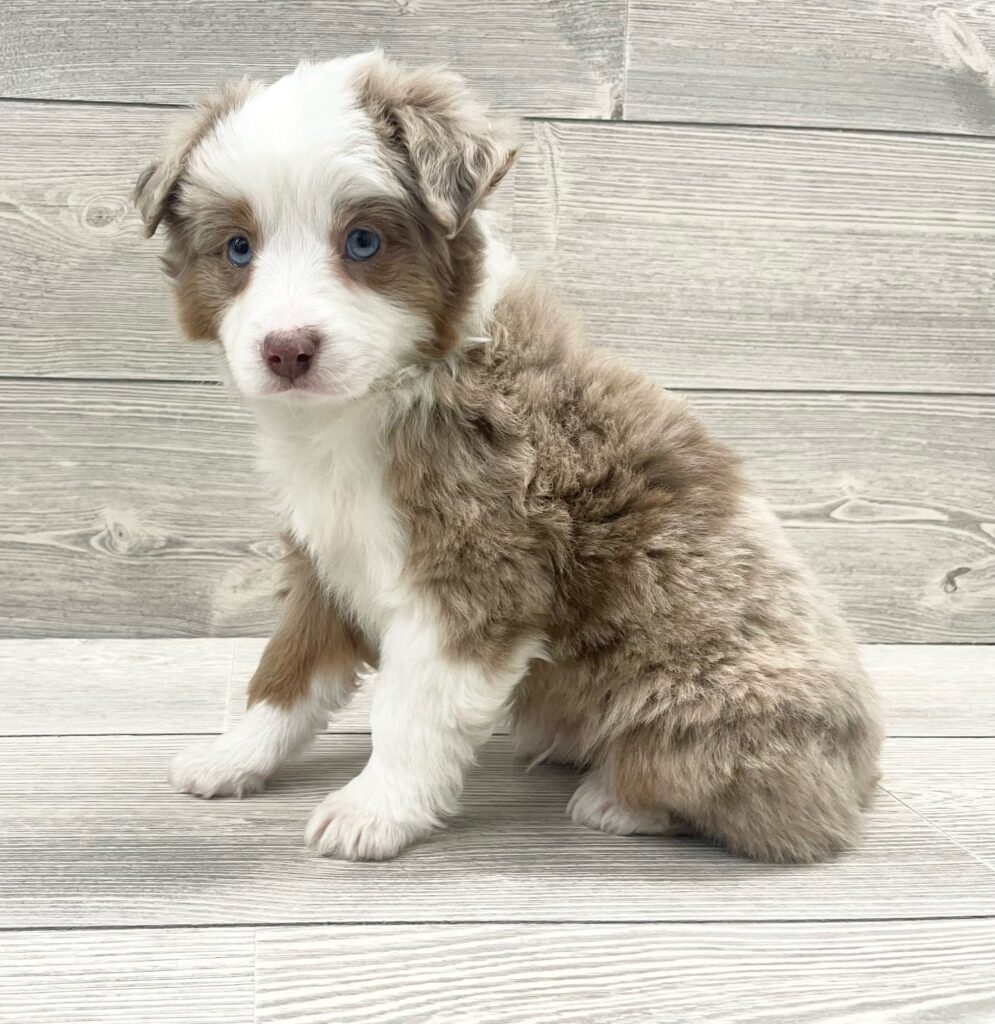Miniature American Shepherd/Miniature Australian Shepherd Dog Male Red Merle 4904 Petland Cleveland