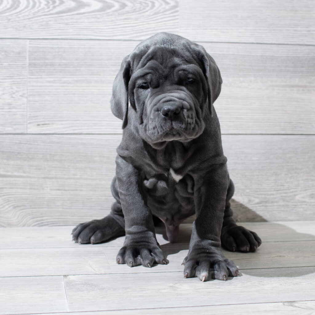 Neapolitan Mastiff Dog Male Blue 4929 Petland Cleveland