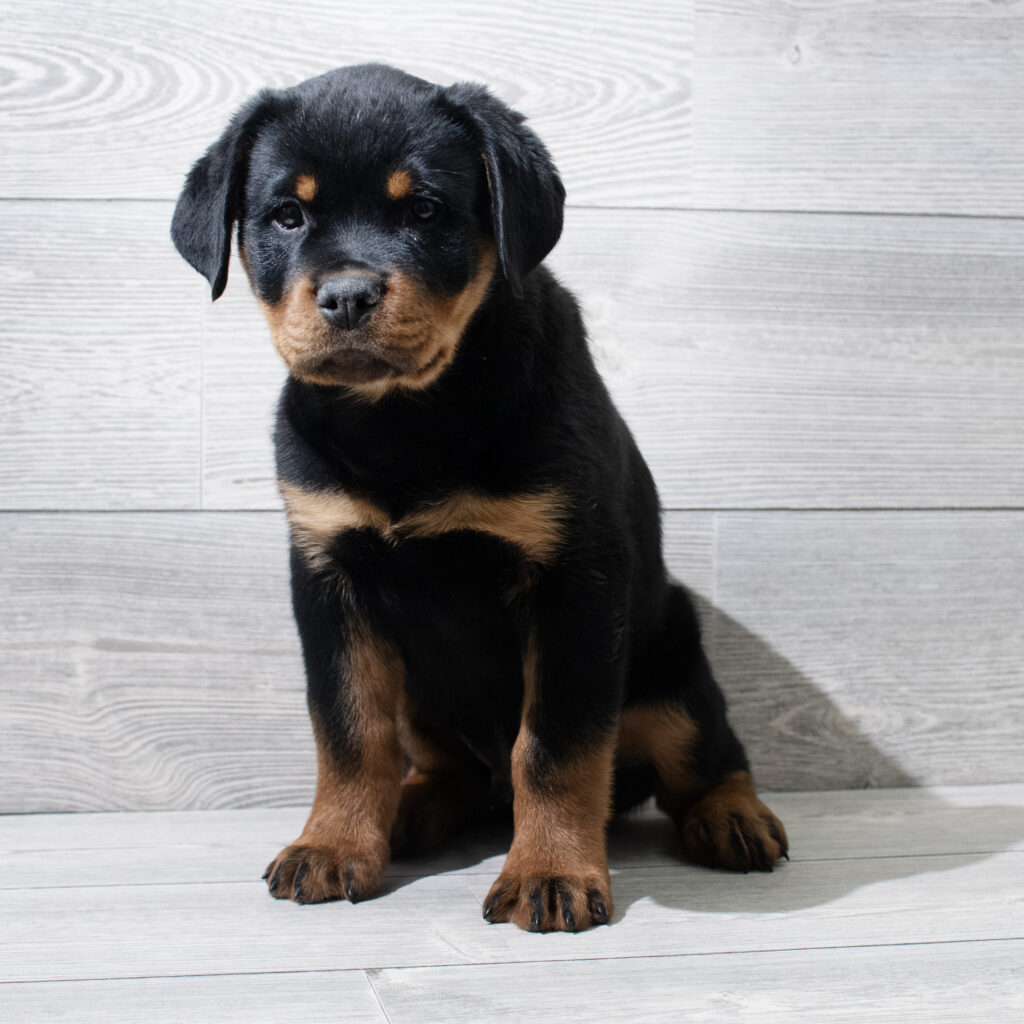 Rottweiler Dog Male Black / Tan 4928 Petland Cleveland
