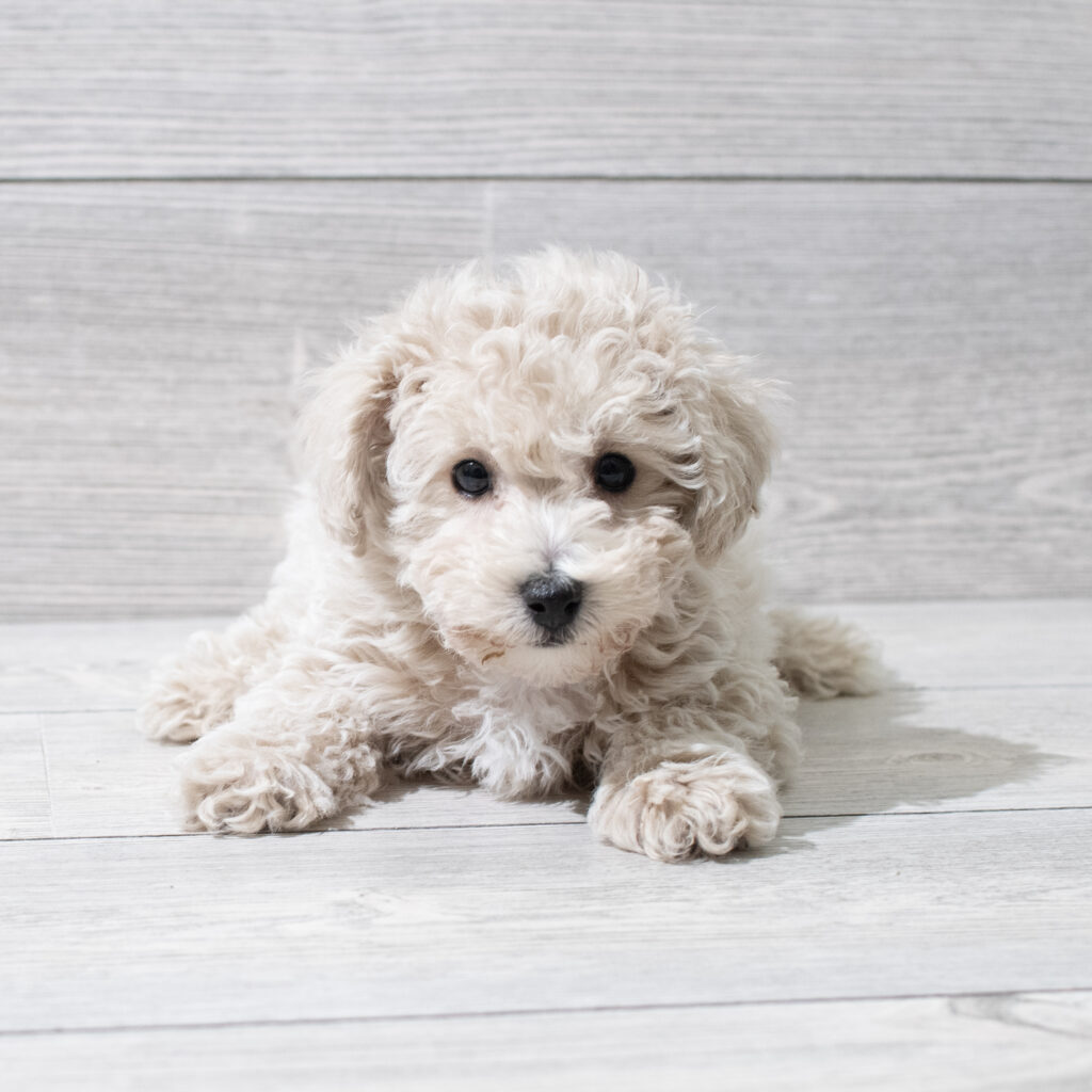 Bichapoo Dog Male Apricot 4927 Petland Cleveland