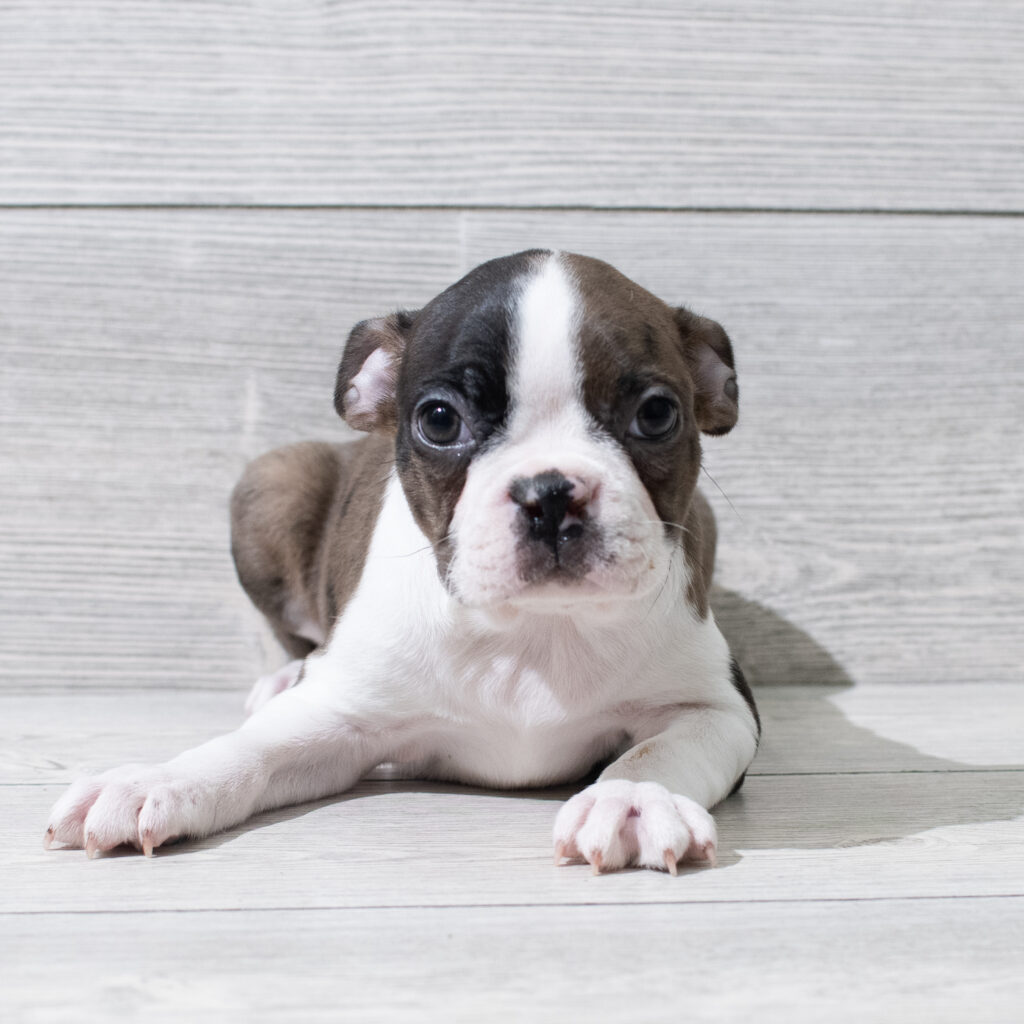 Boston Terrier Dog Male Blue Merle 4924 Petland Cleveland