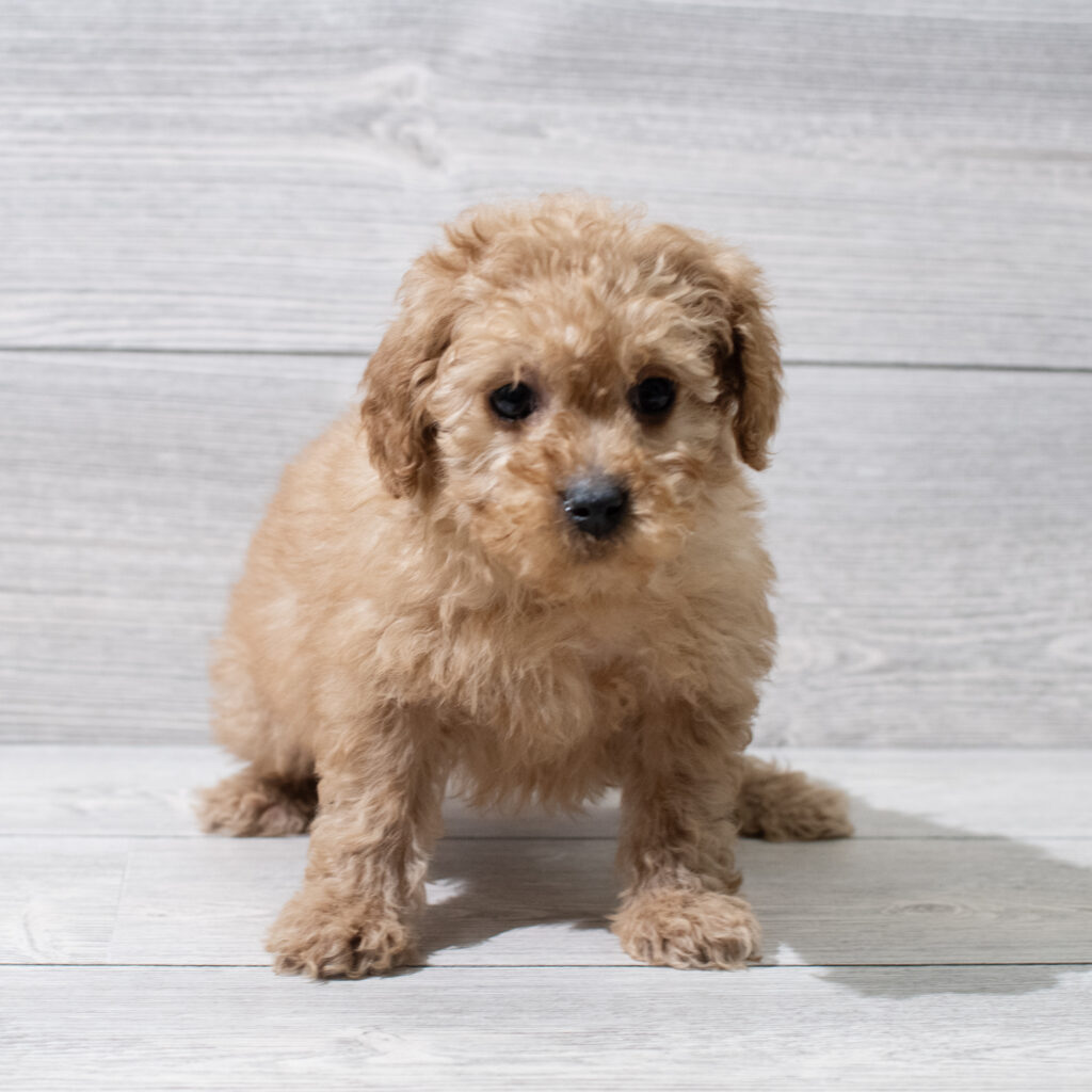 Goldendoodle 2nd Gen Dog Male Red 4920 Petland Cleveland