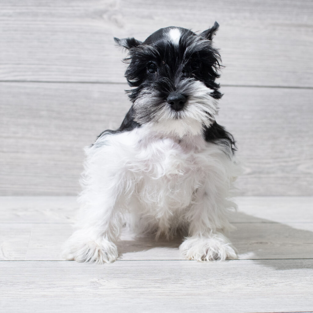 Miniature Schnauzer-Dog-Male---Petland Cleveland