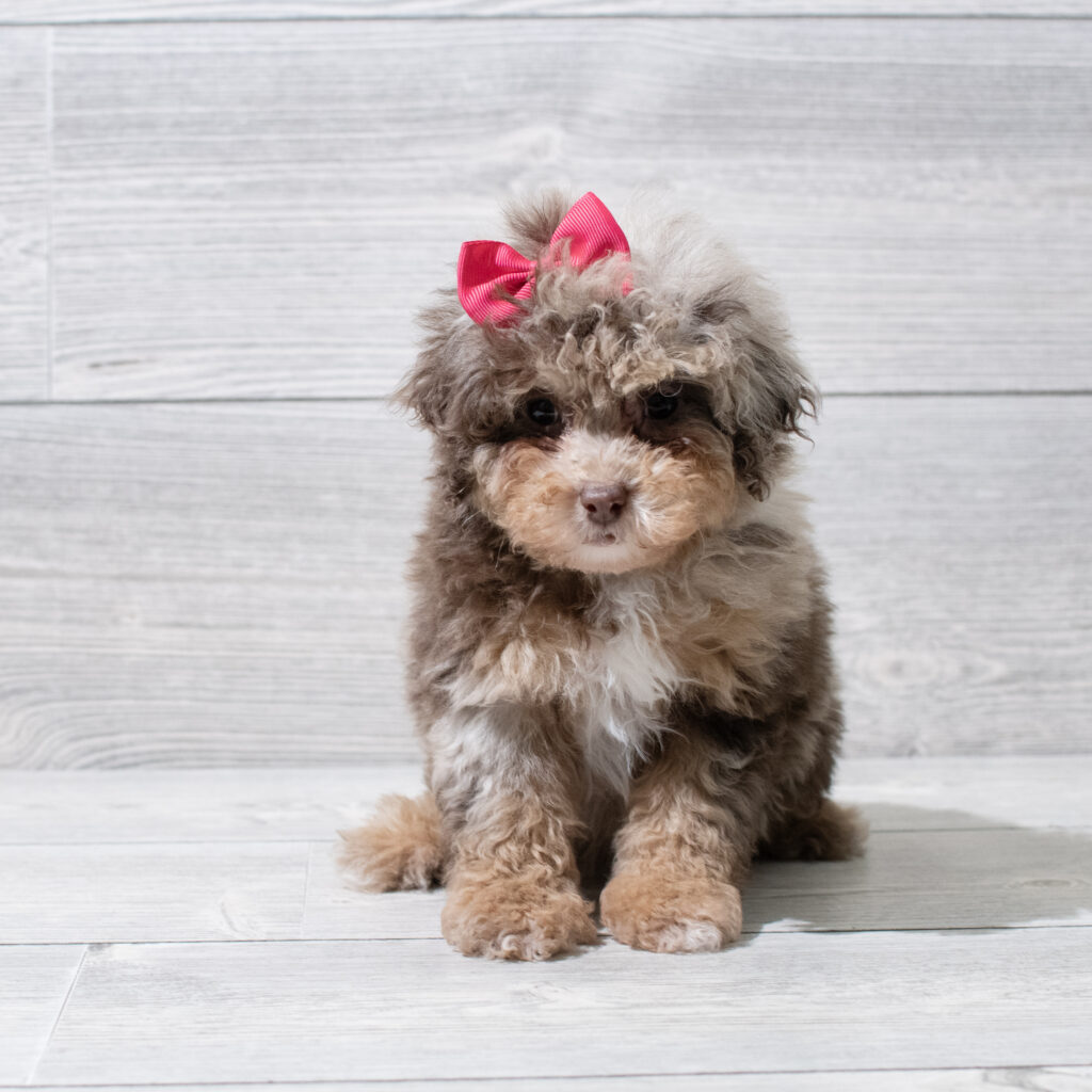 Poodle Mini Dog Female Chocolate Merle 4922 Petland Cleveland