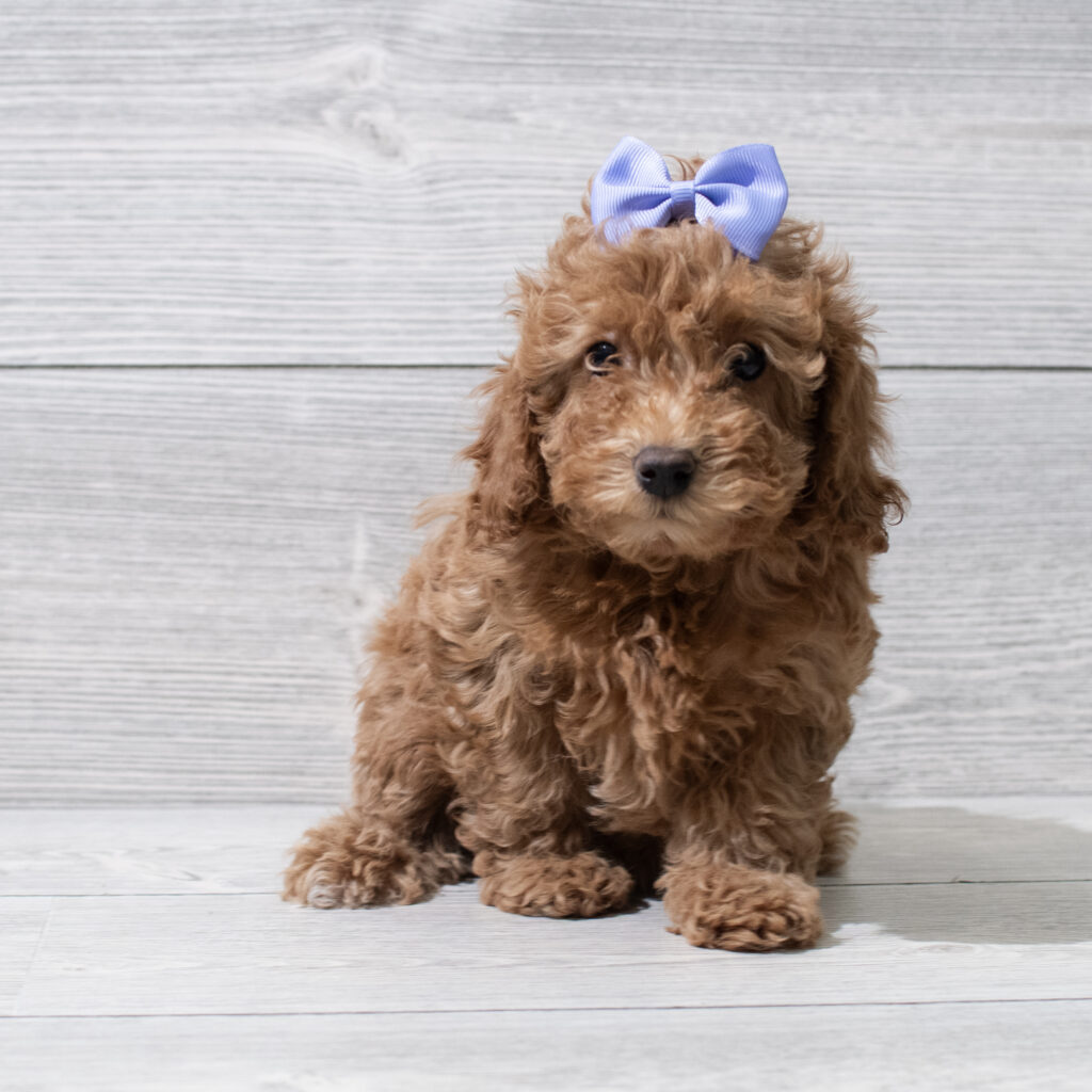Poodle Mini Dog Female Red 4926 Petland Cleveland