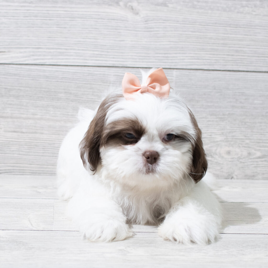 Shih Tzu Dog Female Chocolate / White 4919 Petland Cleveland