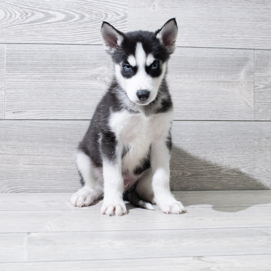 Siberian Husky Dog Male Black / White 4921 Petland Cleveland