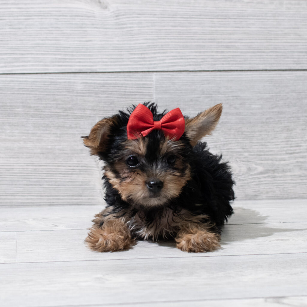 Yorkshire Terrier Dog Female Black / Tan 4923 Petland Cleveland