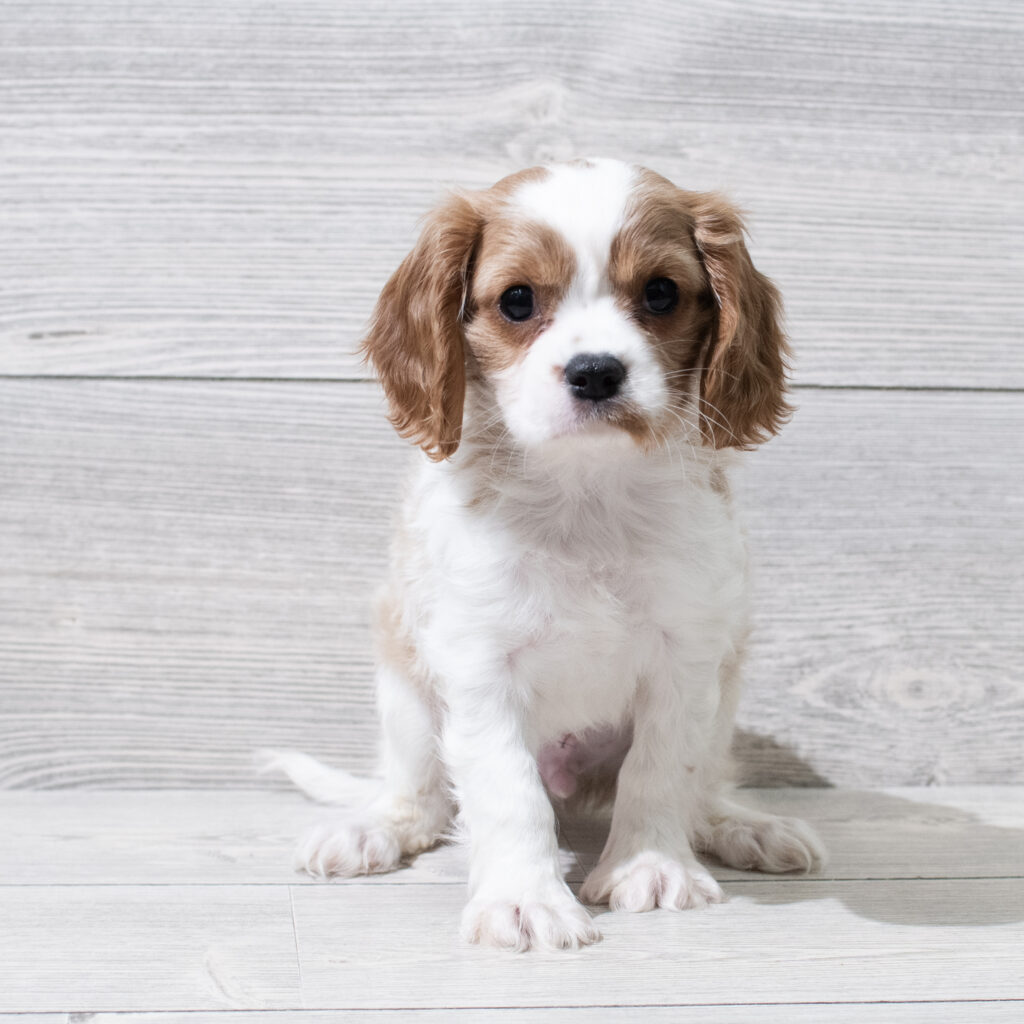 Cavalier King Charles Spaniel-Dog-Male---Petland Cleveland
