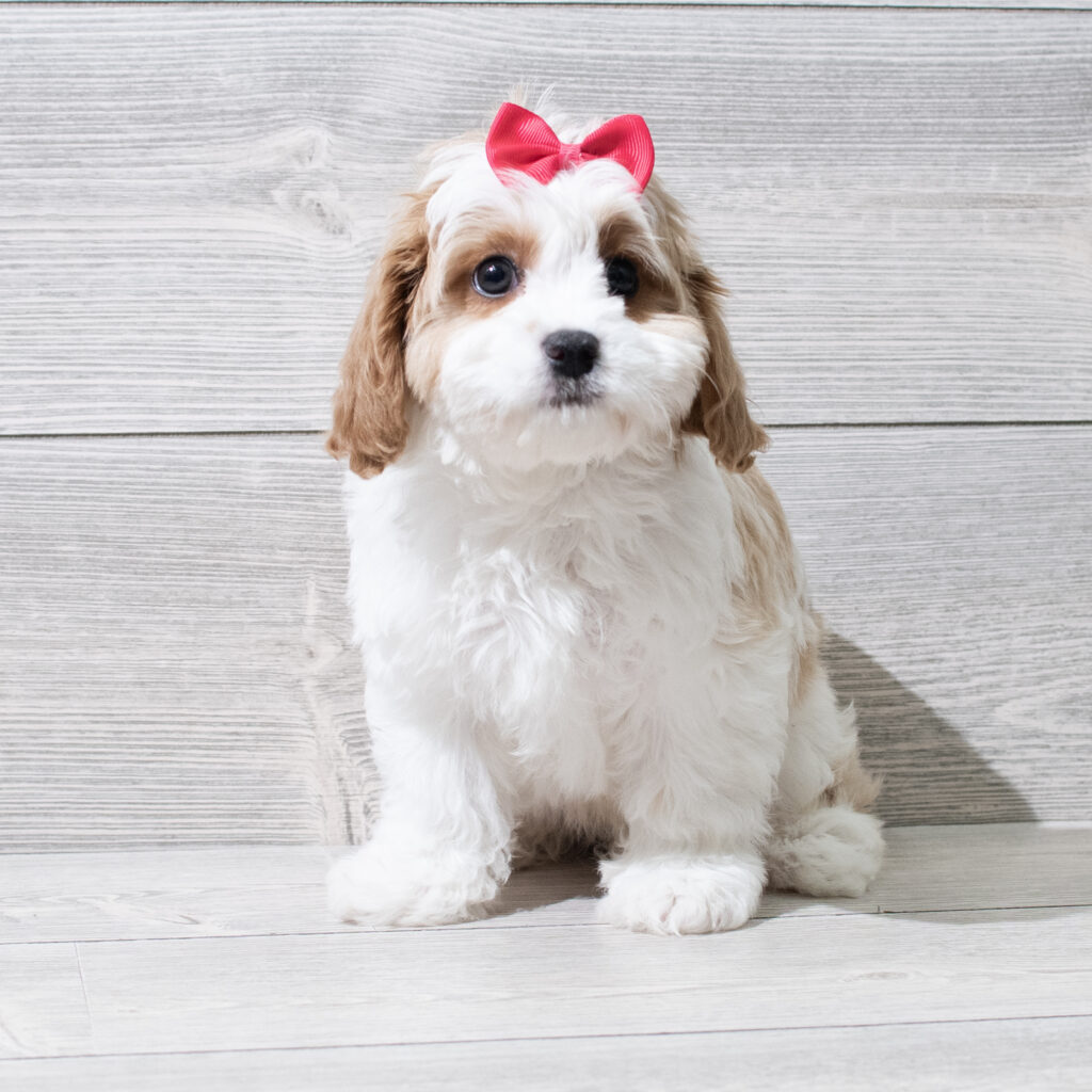 Cavachon Dog Female Brown / White 4918 Petland Cleveland